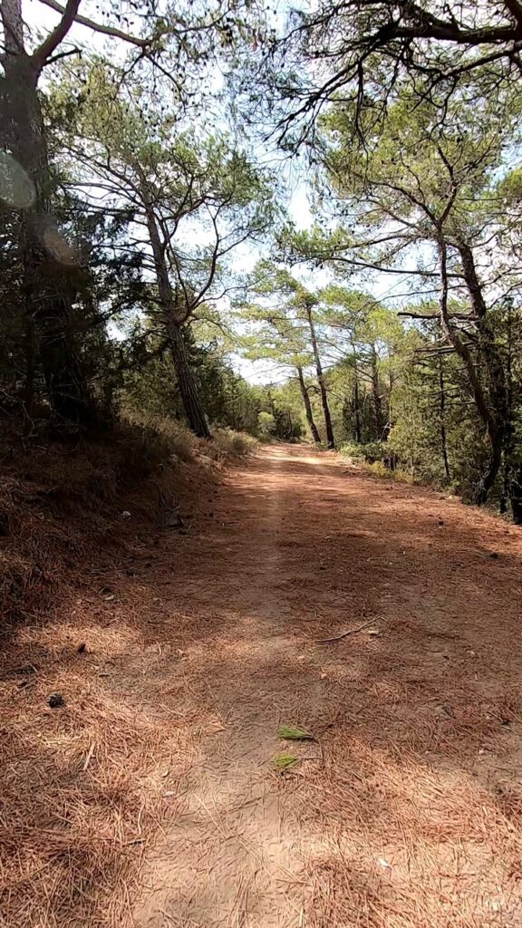 Маршрут Алевкая сосны Сосновый лес маршрута